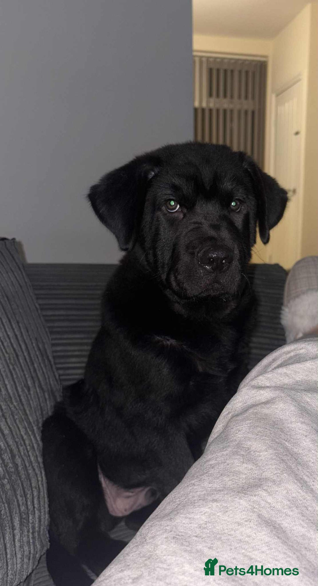 Mixed Breed dogs for sale: Newfoundland x chow chow pup - Advert 2