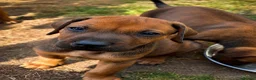 Rhodesian Ridgeback dogs for sale: KC RHODESIAN RIDGEBACK PUPPIES FOR SALE  in Carlisle - Advert 2