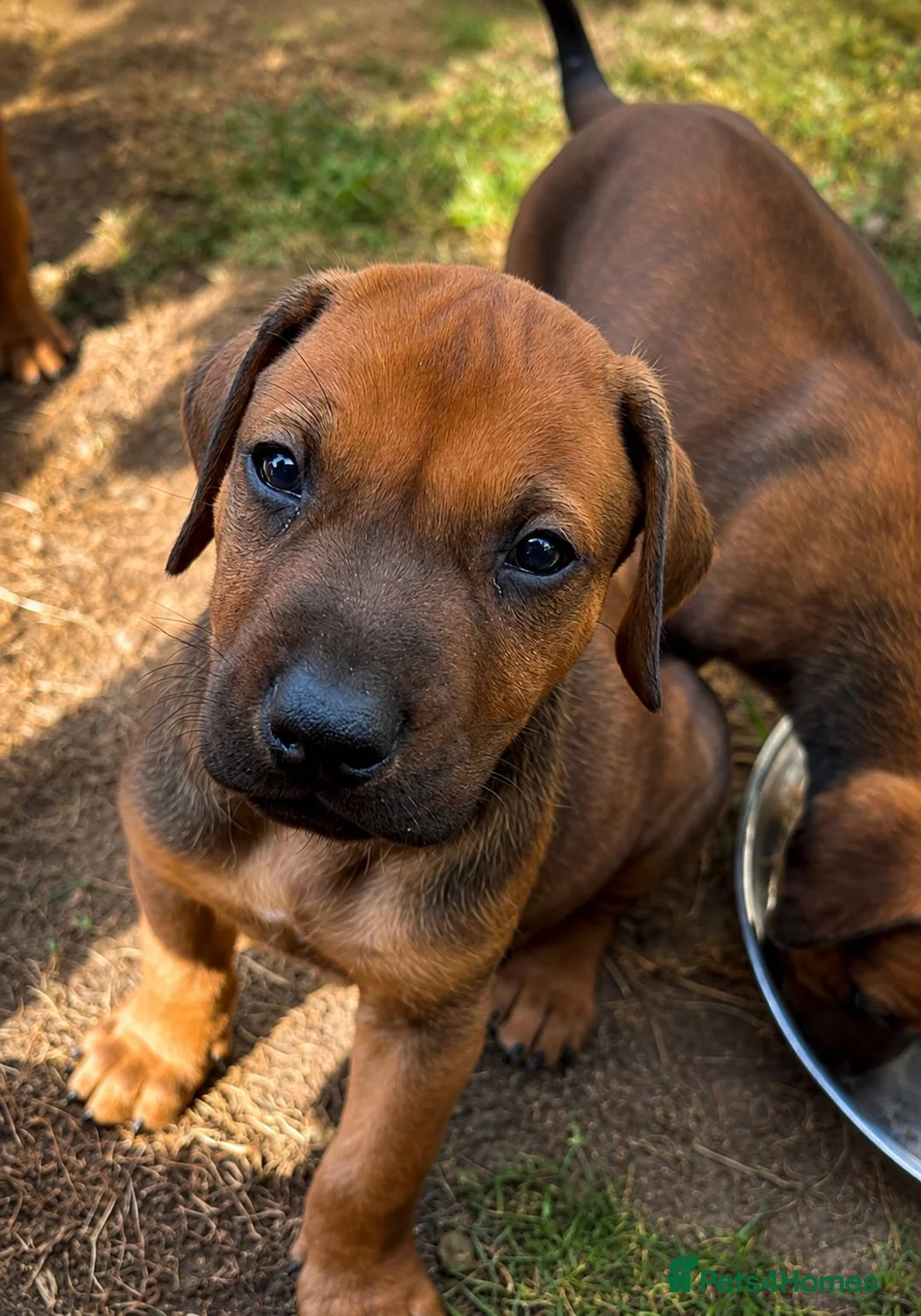 Rhodesian Ridgeback dogs for sale: KC RHODESIAN RIDGEBACK PUPPIES FOR SALE  in Carlisle - Advert 2