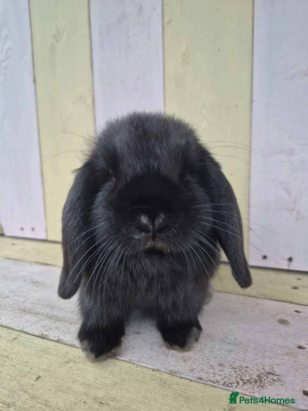 Mini Lop rabbits for sale: 🖤 black mini lop girlie for her furever home 🖤 - Advert 6