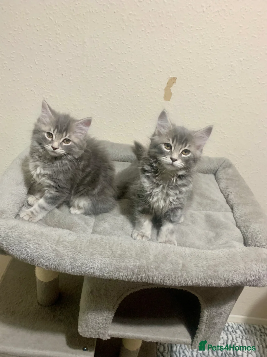 British Longhair cats for sale: Last 2 little boys  - Advert 2