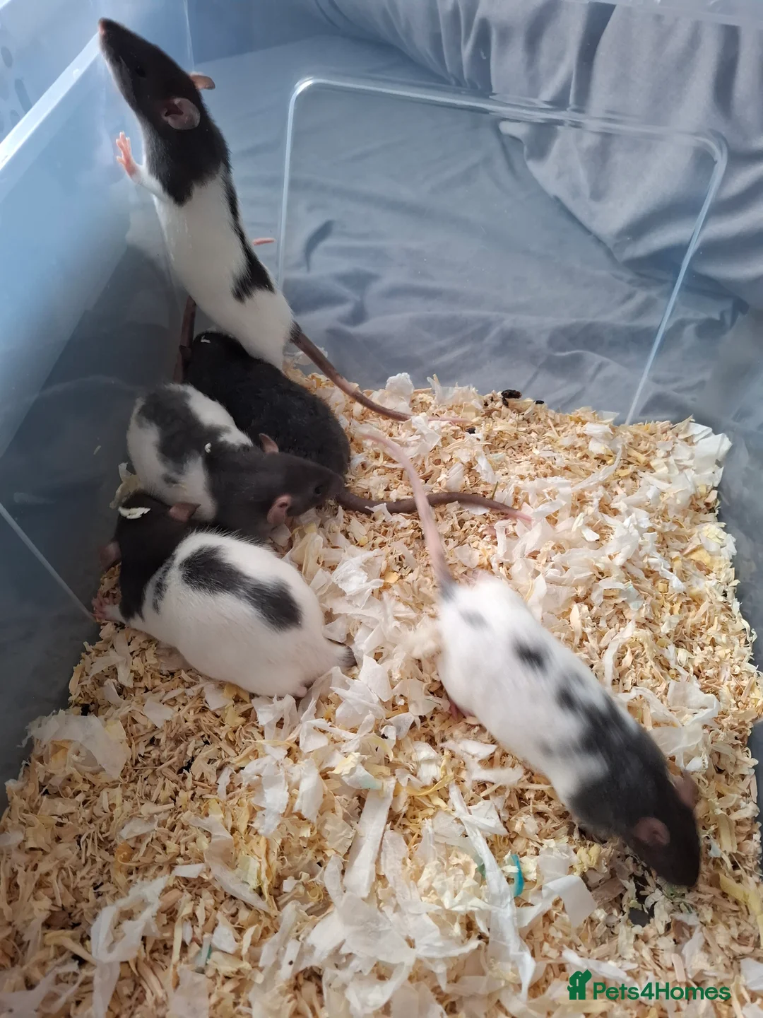 Rat rodents for sale: BABY RATS READY NOW - Advert 2