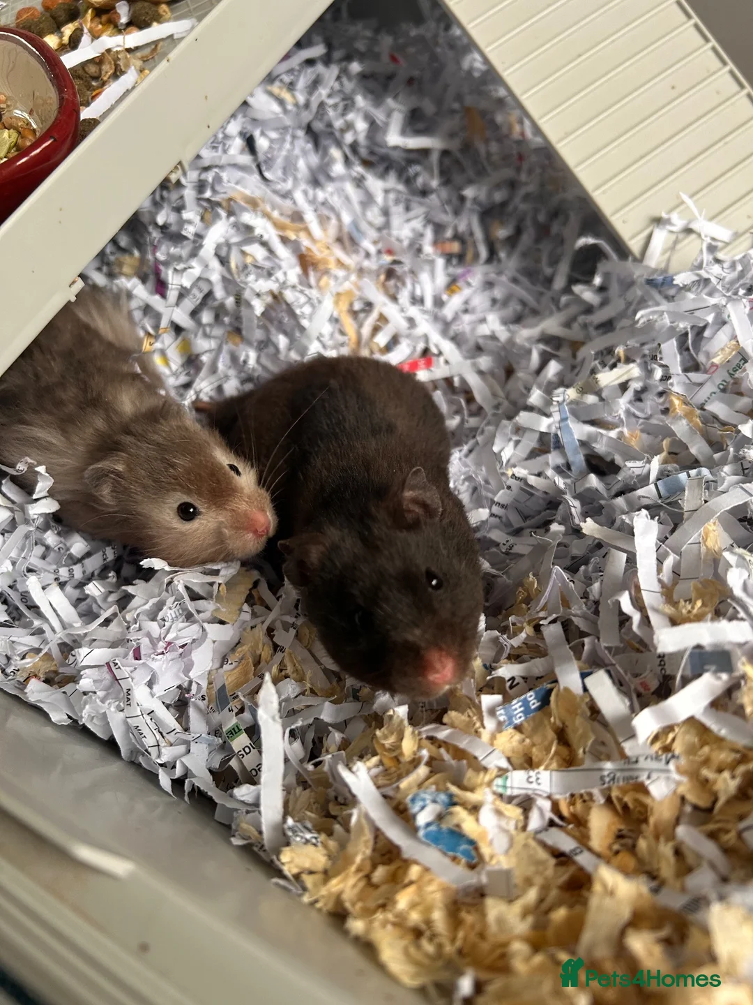 Hamster rodents for sale: Hamsters with cage 4 hamsters with 4 cages  - Advert 6