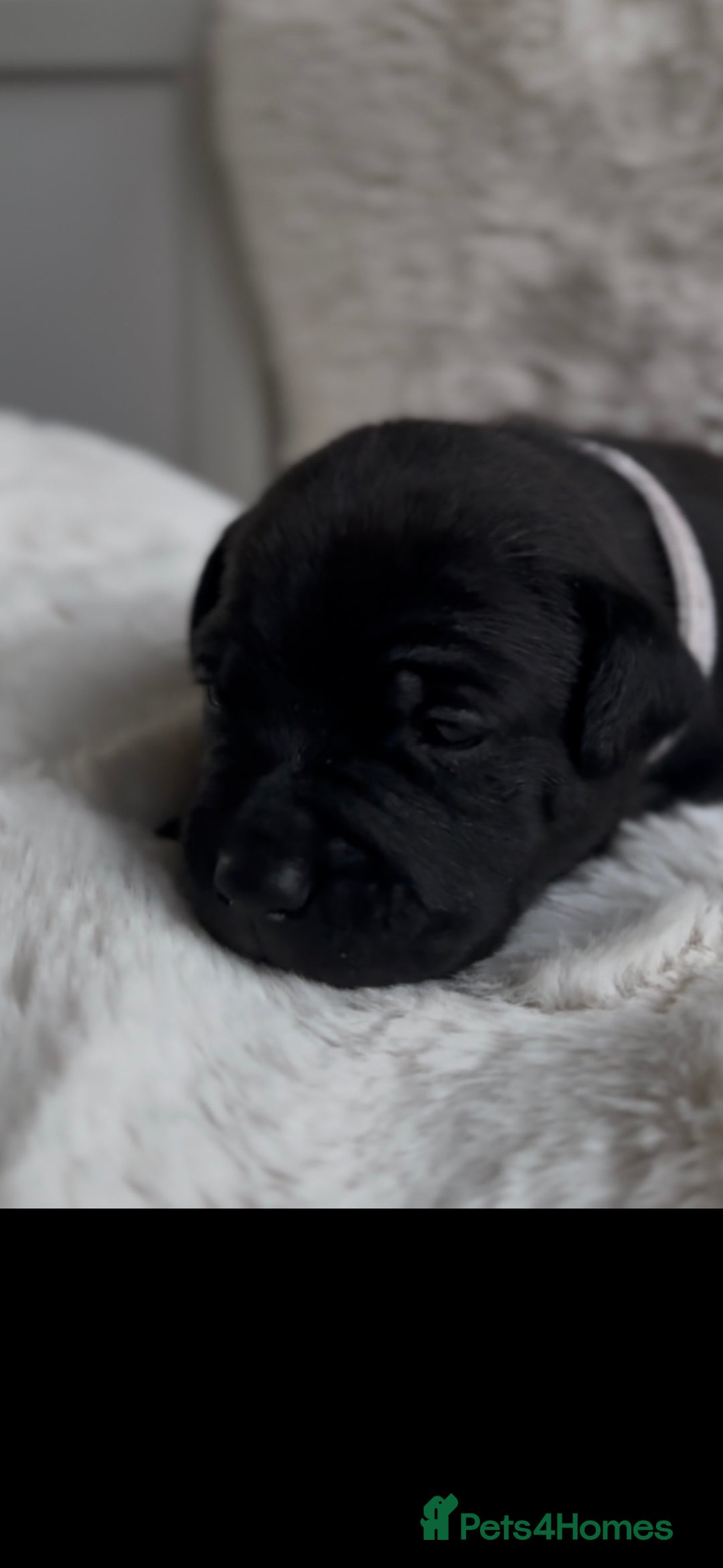 Staffordshire Bull Terrier dogs for sale: Beautiful Staffordshire Bull Terrier Puppies - Image 5