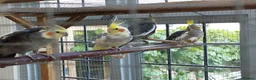 Cockatiels birds for sale: Four young cockatiels for sale in Stowmarket - Advert 2