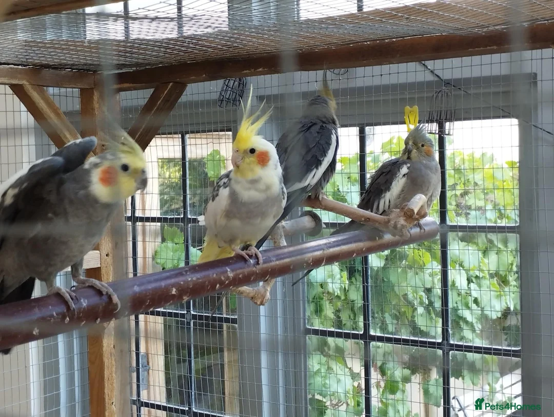 Cockatiels birds for sale: Four young cockatiels for sale in Stowmarket - Advert 2