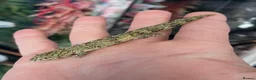Gecko reptiles for sale: Chameleon gecko occidentalis,Vieillard's,agricolae - Advert 3