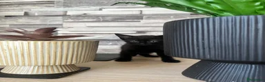 British Shorthair 3