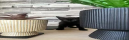 British Shorthair cats for sale: Beautiful British Shorthair Kittens - Advert 5
