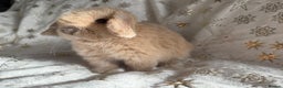 Mini Lop rabbits for sale: Mini Lops Ready Now - Advert 1