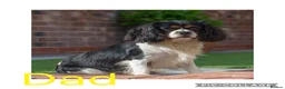 Cavalier King Charles Spaniel dogs for sale: KC registered King Charles cavaliers  - Advert 2