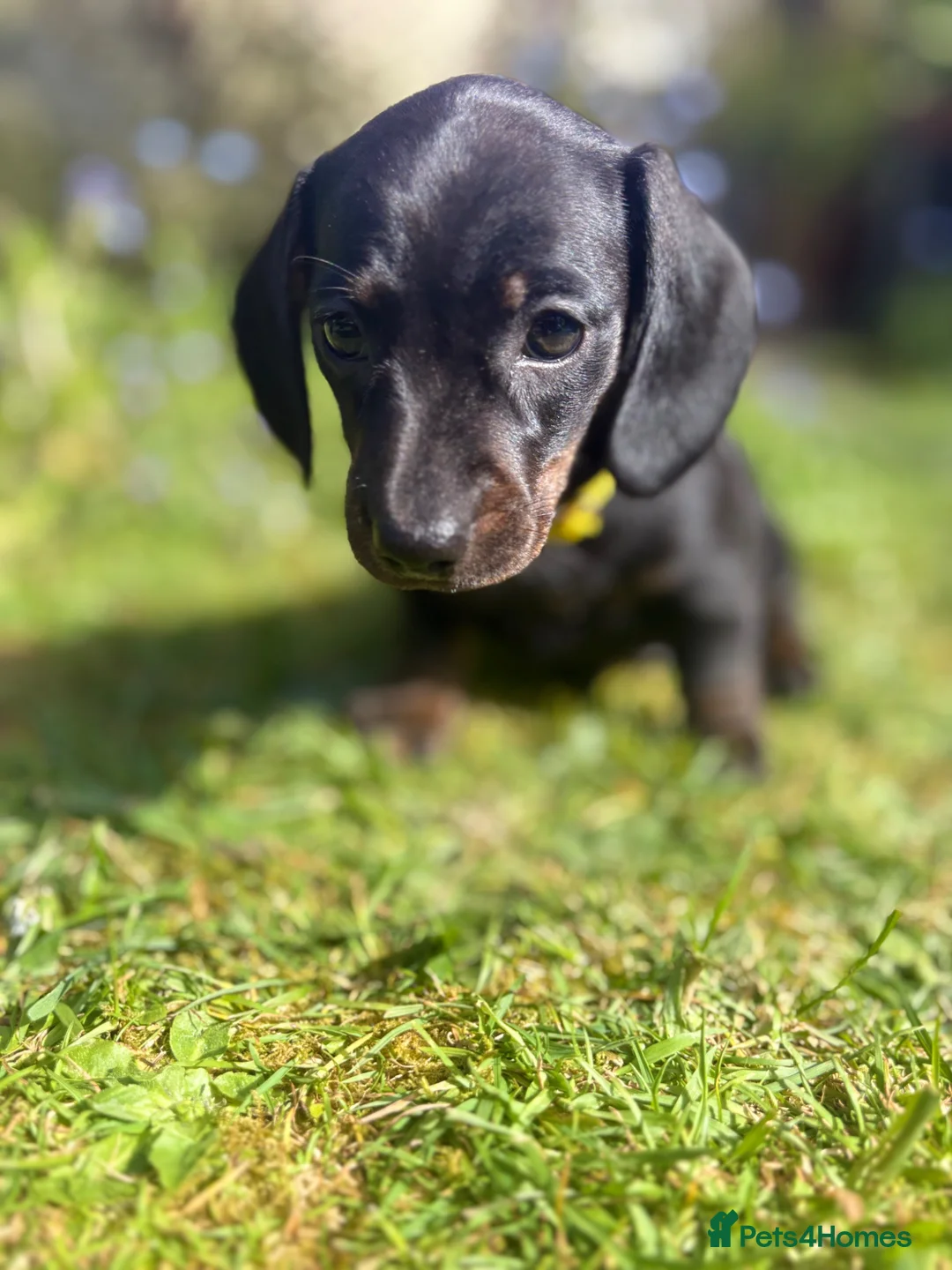 Miniature Dachshund dogs for sale: Stunning litter of Miniature Dachshunds  - Advert 10