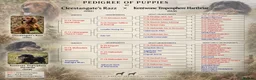Cocker Spaniel dogs for sale: Health tested parents. 1 dog puppy available - Advert 4