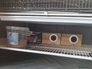 Budgerigars birds - Advert 20