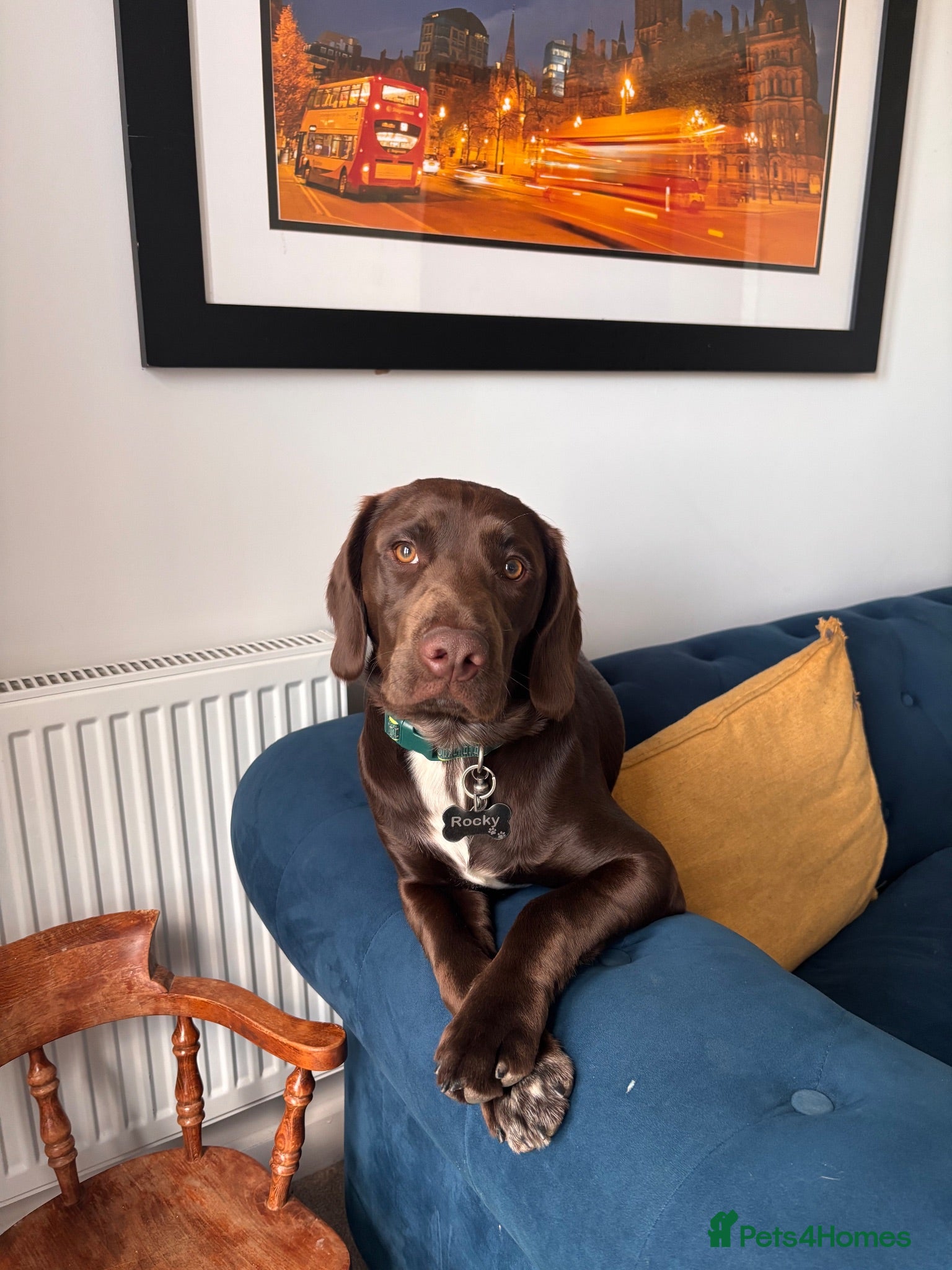 Cockerdor dogs Spaniel/Labrador Cross Pup - Advert 5