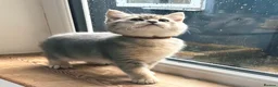 British Shorthair cats for sale: GCCF/TICA British Shorthair Kittens–Champion Lines - Advert 14
