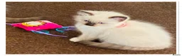Ragdoll cats for sale: 6 cute pure breed Ragdoll kittens 2 boys 4 girls  - Advert 9