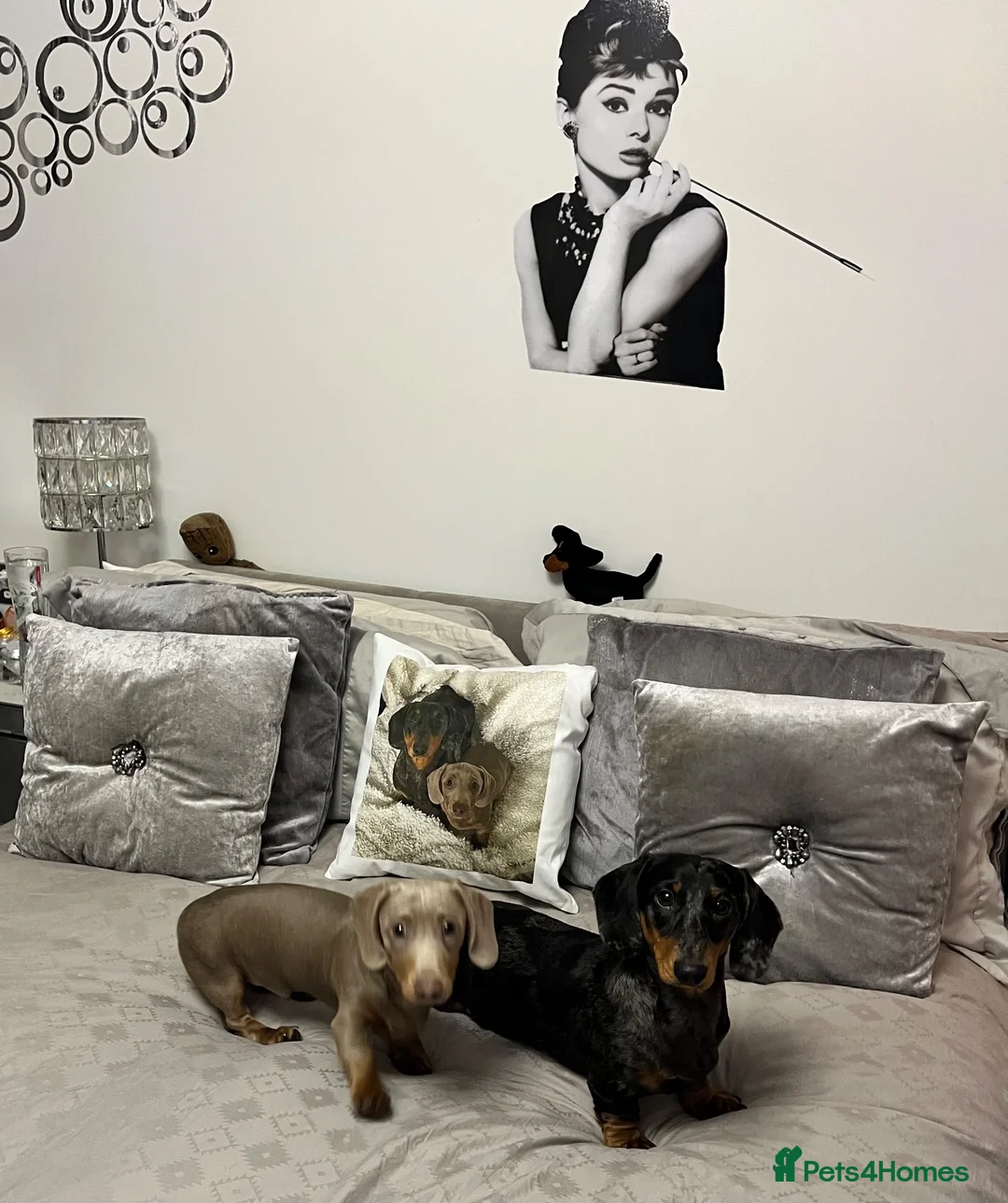 Miniature Dachshund dogs for stud: Miniature Dachshund stud in Bracknell - Advert 20