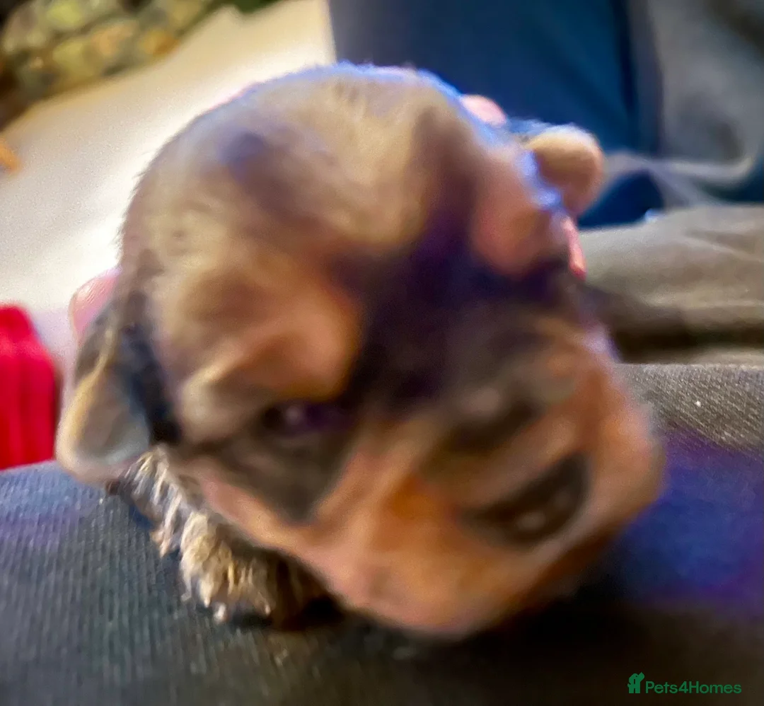 Yorkshire Terrier dogs for sale: Miniature Yorkshire Terriers - Advert 17