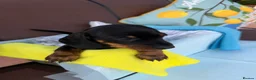 Miniature Dachshund dogs for sale: A litter of 2 lovely dachshund pups - Advert 20