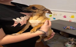 Mixed Breed dogs for sale: Males fenchie chihuahua x2 female chihuahua  - Image 15