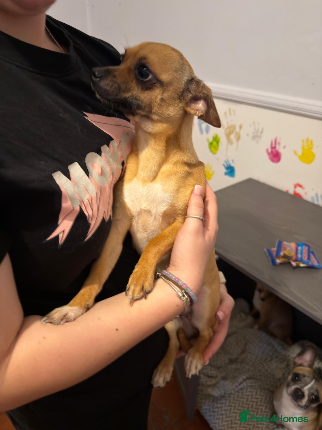 Mixed Breed dogs for sale: Males fenchie chihuahua x2 female chihuahua  - Image 15