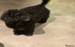 Sproodle dogs for sale: Stunning Springer x Poodle / Sproodle Pups - Image 1