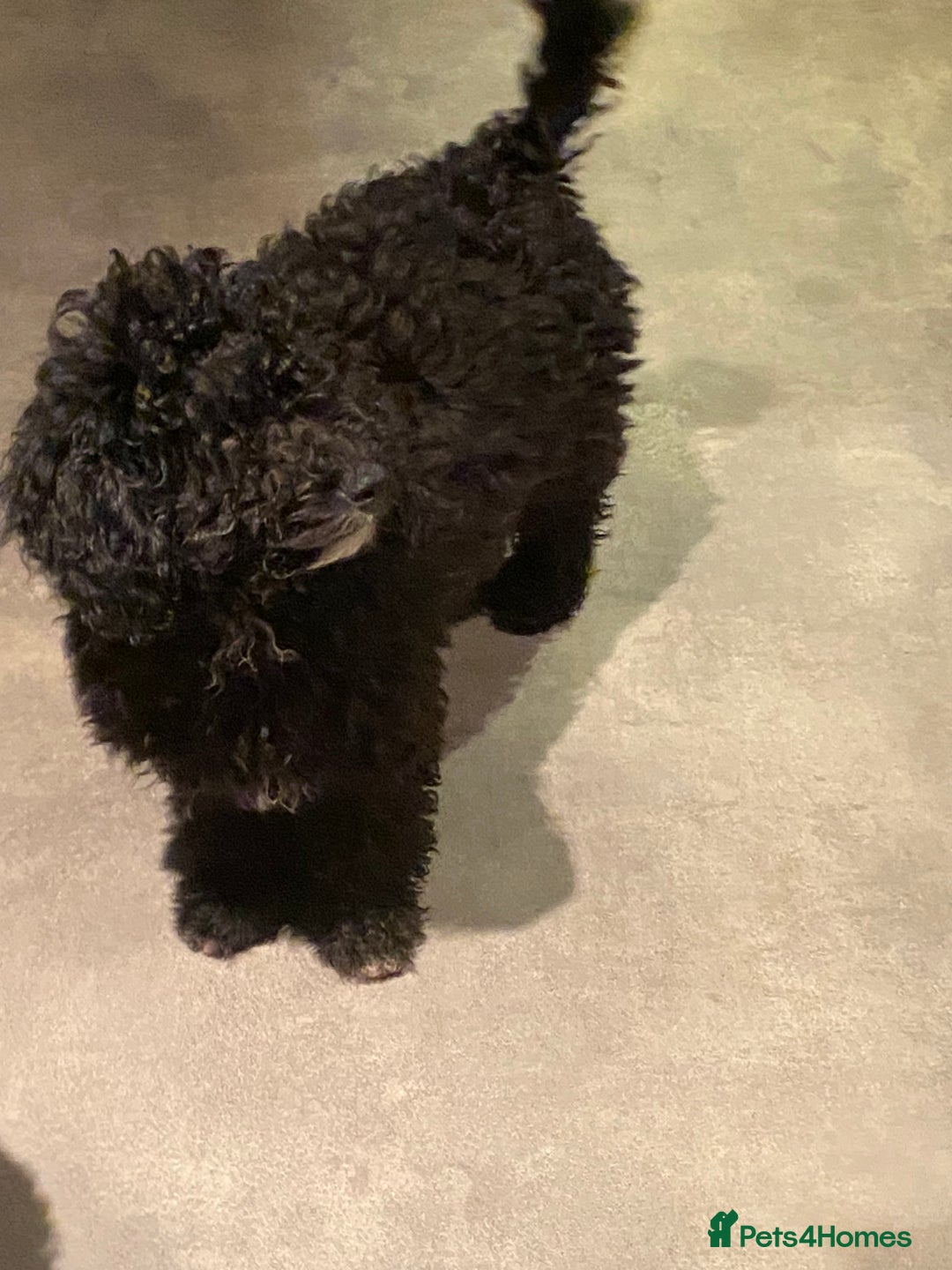 Sproodle dogs for sale: Stunning Springer x Poodle / Sproodle Pups - Image 1