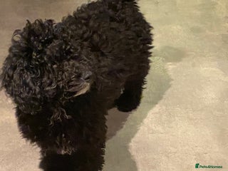 Sproodle dogs - Advert 1