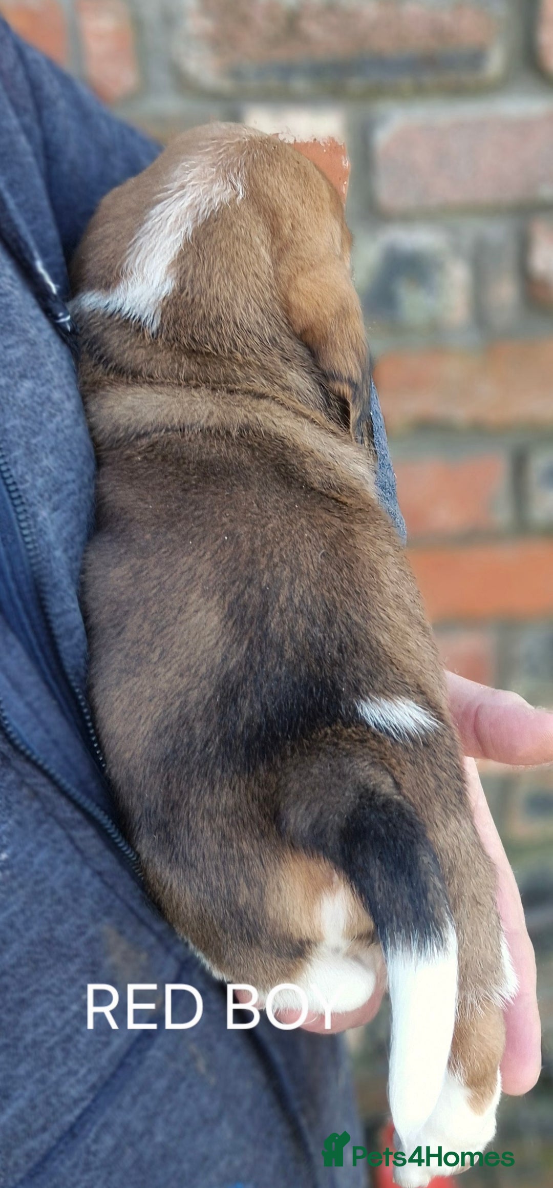 Basset Hound dogs for sale: KC BASSET HOUND PUPPIES FROM HEALTH TESTED PARENTS - Advert 9