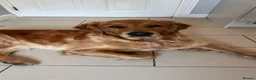 Golden Retriever dogs for sale: KC Golden Retrievers - Health Tested & Home Raised in Trowbridge - Advert 12
