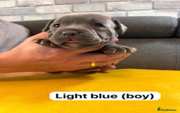 Staffordshire Bull Terrier dogs for sale:   Champion-KC.Reg.Blue Staffordshire Bull Terrier  - Image 32