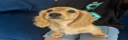 Miniature Dachshund dogs for sale: Pure Cream female mini dachshund  - Advert 10