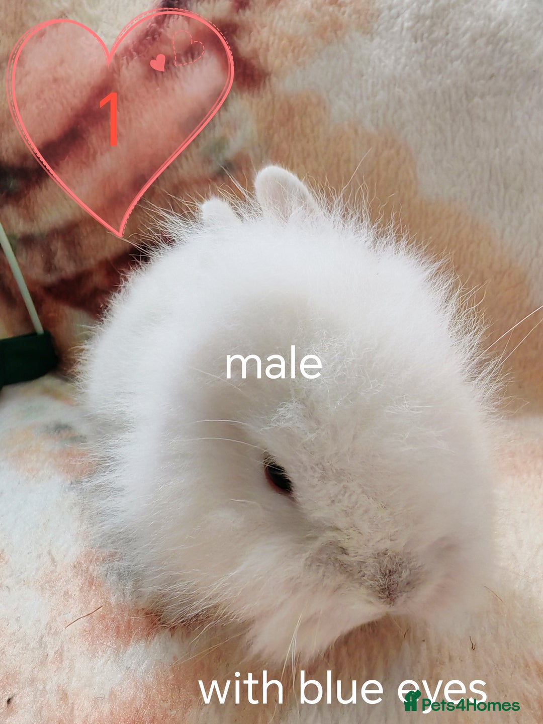 Lionhead rabbits for sale: Double maned lionheads, all with blue eyes. - Image 2