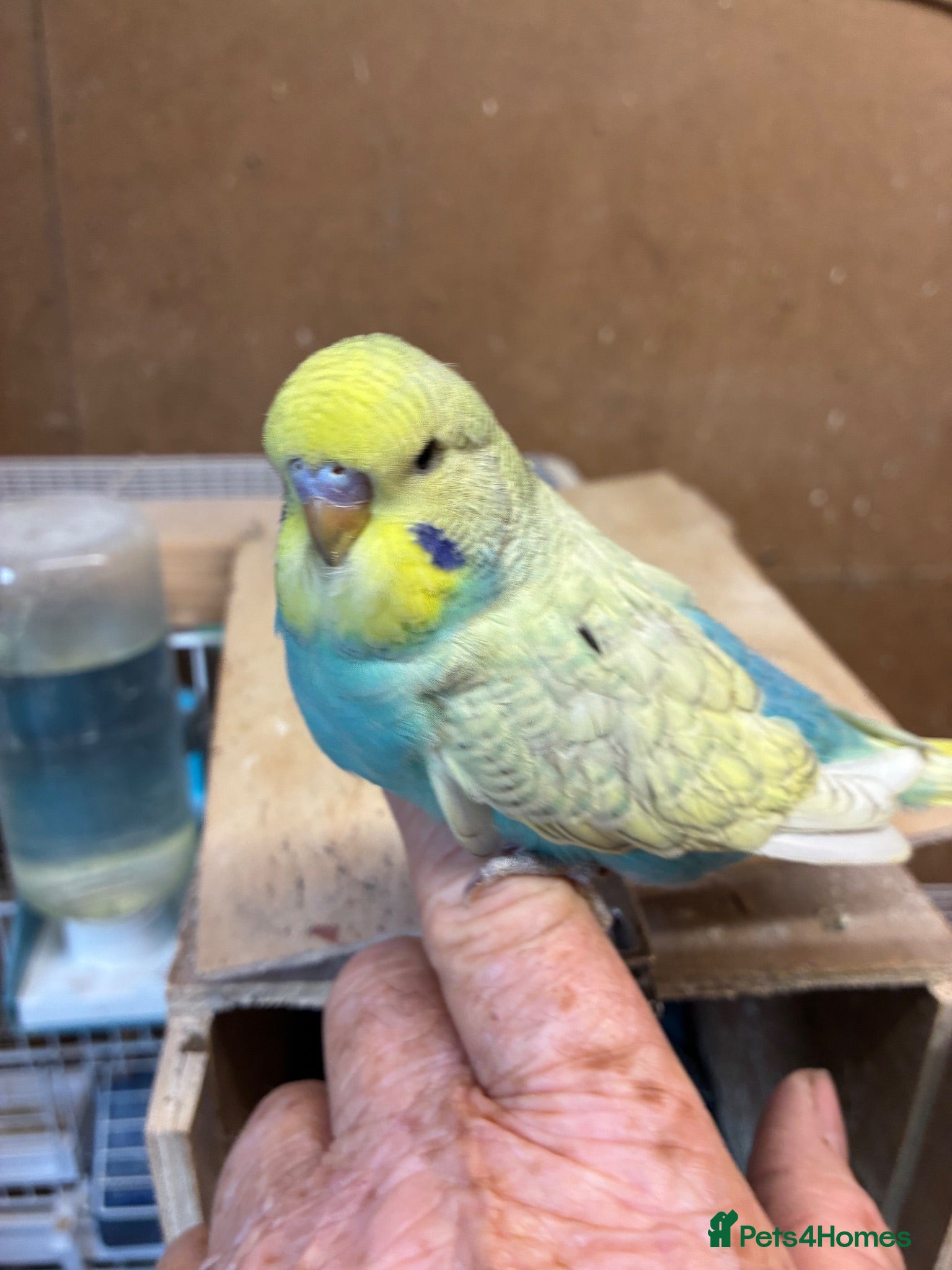 Budgerigars birds Baby budgies  - Advert 1