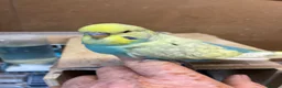 Budgerigars birds for sale: Baby budgies  - Advert 1