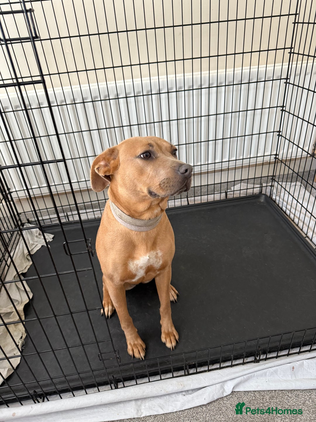 Mixed Breed dogs for sale: Mixed breed female dog - Advert 3