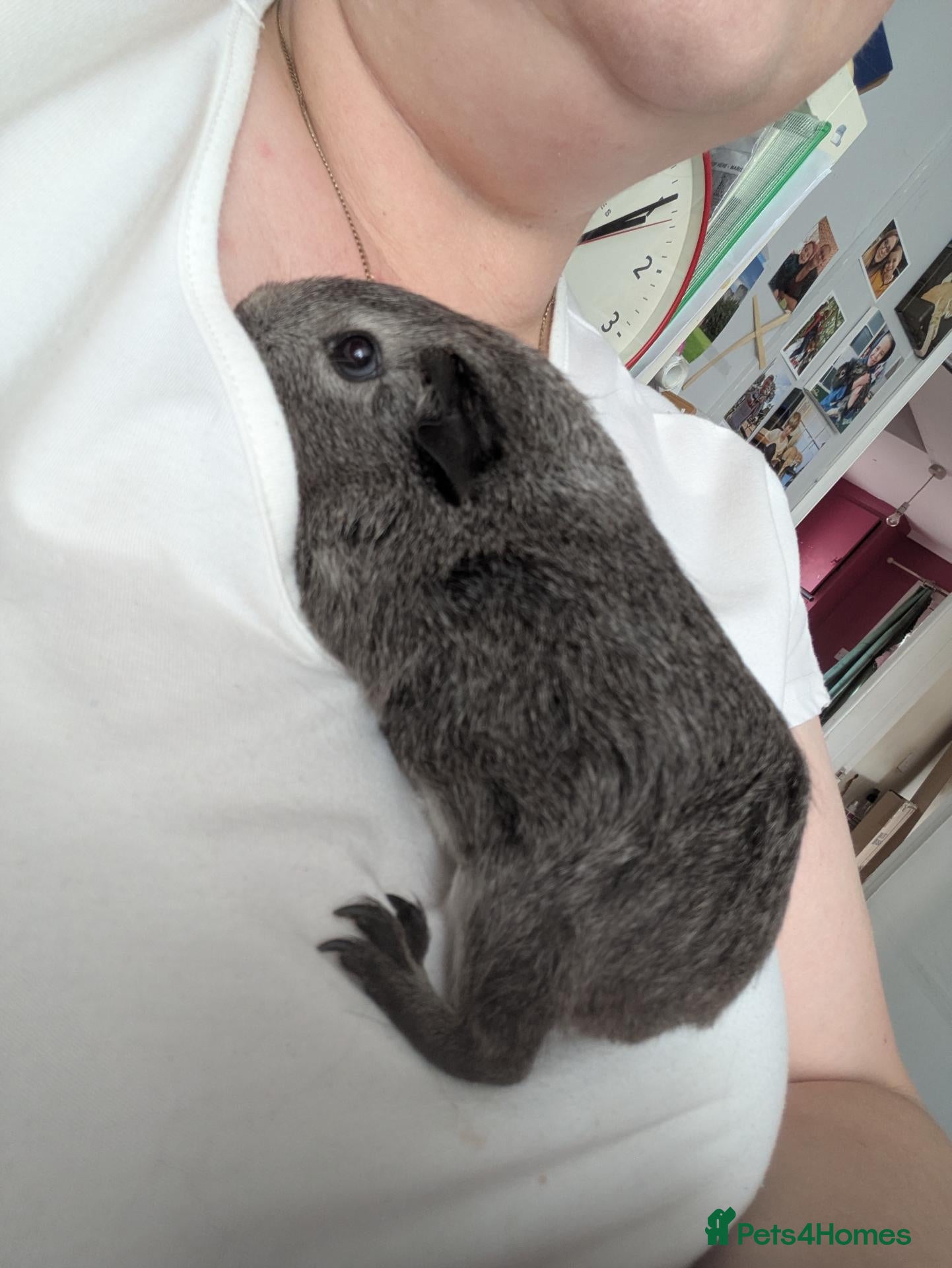 Guinea Pig rodents Guinea pigs boars and sows available  - Advert 1