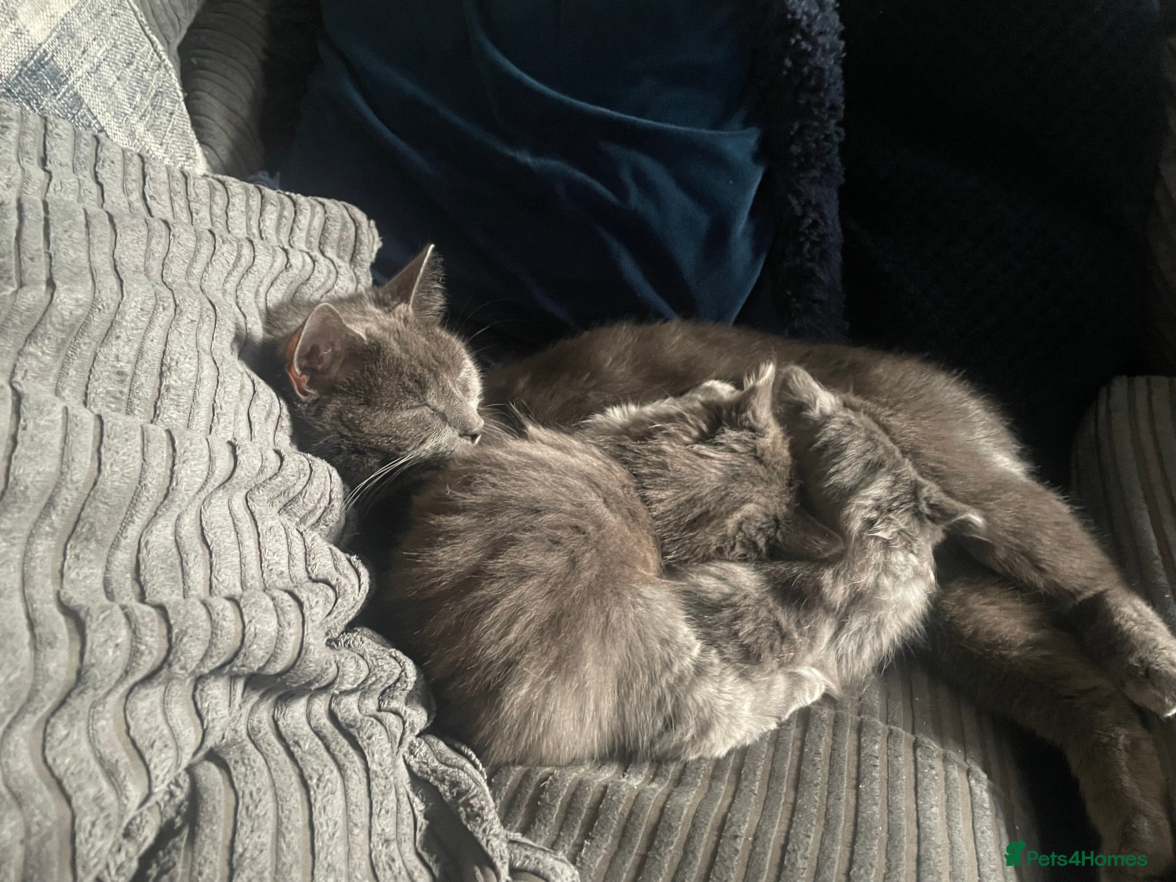 Mixed Breed cats Gorgeous Russian blue x - Advert 1