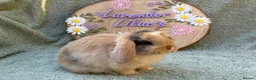 Mini Lop rabbits for sale: 2 mini lop bucks - Advert 3