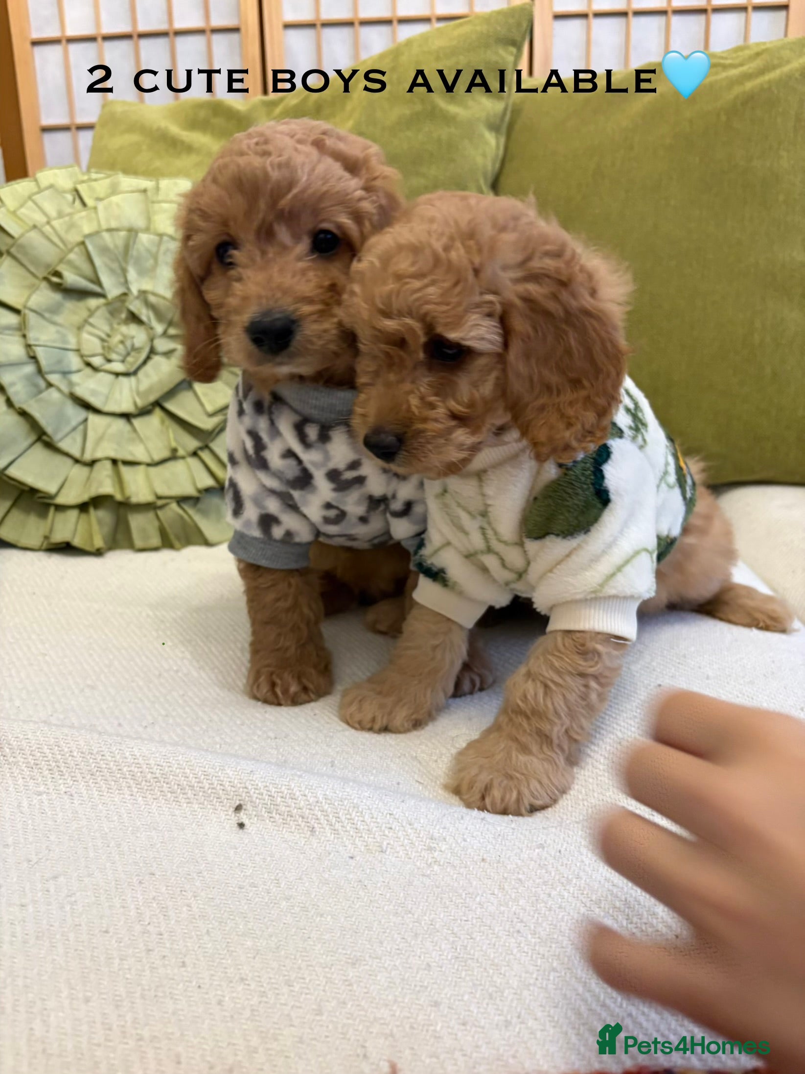 Cavapoo dogs 🌷🐾2 Cavapoo mixed with toy poodle puppies🐶 - Advert 15