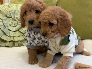 Cavapoo dogs 🌷🐾2 Cavapoo mixed with toy poodle puppies🐶 - Advert 15