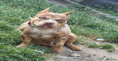 American Bully dogs - Advert 12