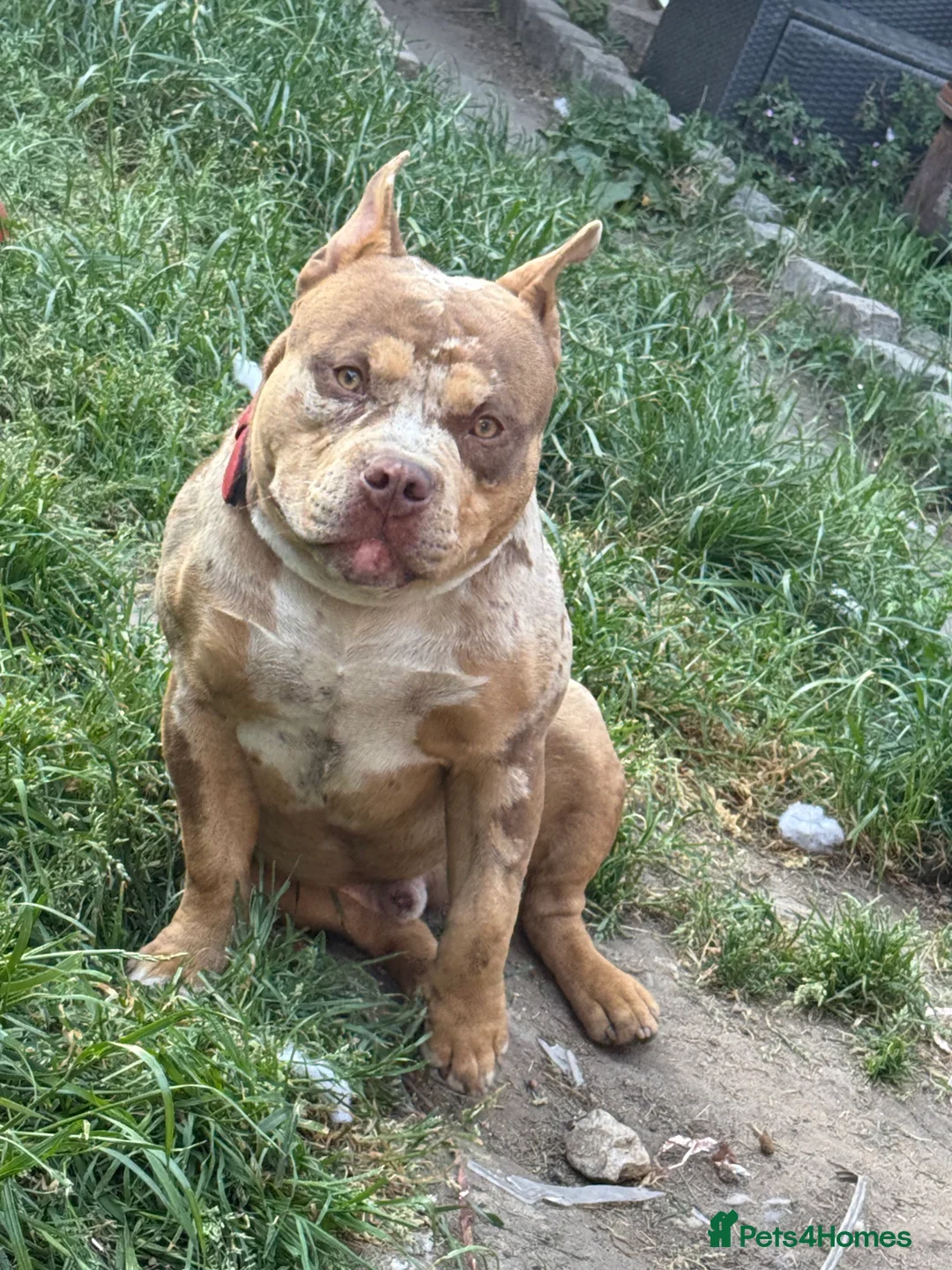American Bully dogs for stud: ABKC pocket bully for stud   - Advert 2