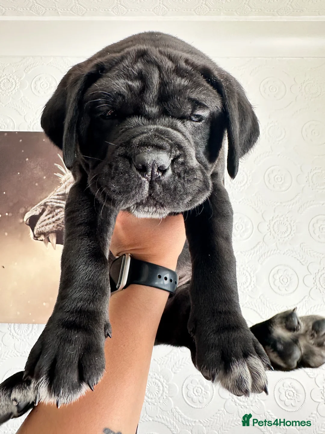 Cane Corso dogs for sale: Cane Corso Puppies  - Advert 2