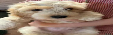 Mixed Breed 4 Cock-A-Chon