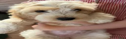 Mixed Breed dogs for sale: Cock-A-Chon puppies in Corwen - Advert 10
