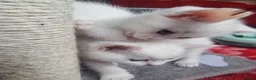 Mixed Breed cats for sale: Kittens - Advert 5
