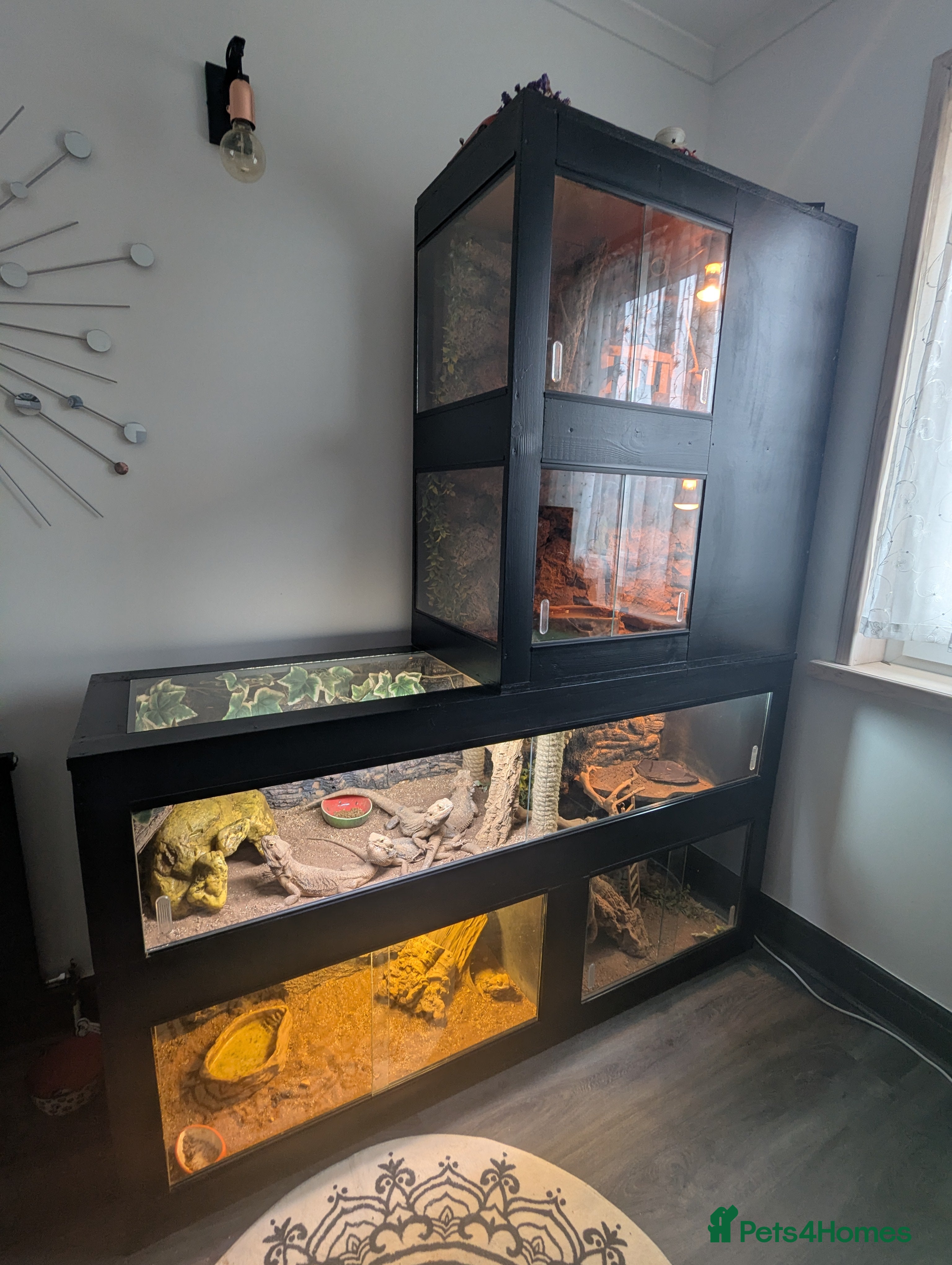 Bearded Dragon reptiles 6 bearded dragons with full set up - Advert 2