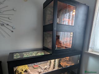 Bearded Dragon reptiles 6 bearded dragons with full set up - Advert 2